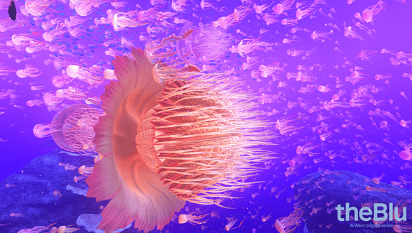 compress-theblu_screen_008